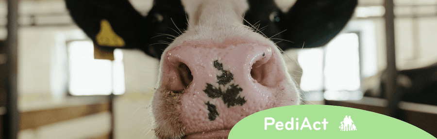 Allergie aux protéines de lait de vache : comment nourrir bébé ?